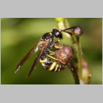 Symmorphus gracilis  - Lehmwespe 01a 7mm.jpg